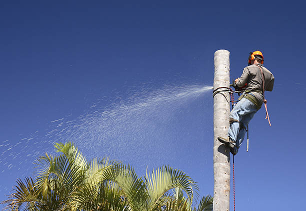 Best Seasonal Cleanup  in USA